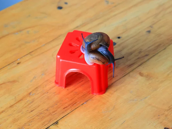 Caracol de jardim em uma cadeira de plástico abraçando . — Fotografia de Stock