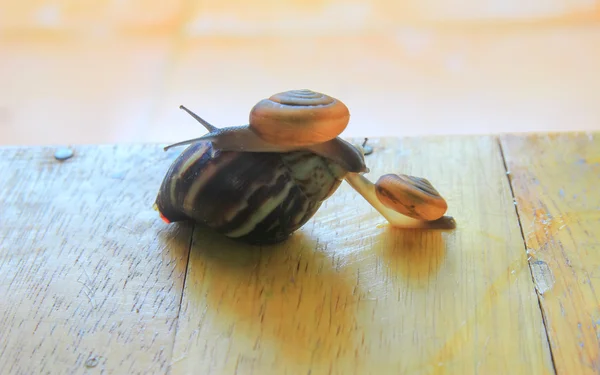Garden snail hugging — Stock Photo, Image