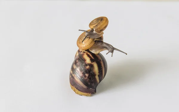 Caracol de jardim no fundo branco — Fotografia de Stock