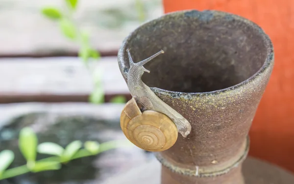 Caracol em um vaso — Fotografia de Stock