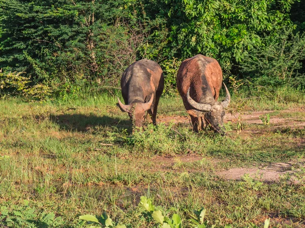 Büffel im Feld, Thailand. — Stockfoto