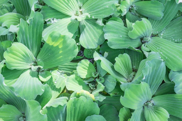 Water hyacinth in pond — Stock Photo, Image