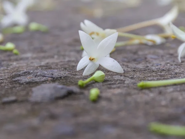 Cork tree flower down on soil. — Stock Photo, Image