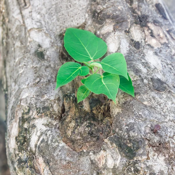 Tree seedlings wood — Stock Photo, Image