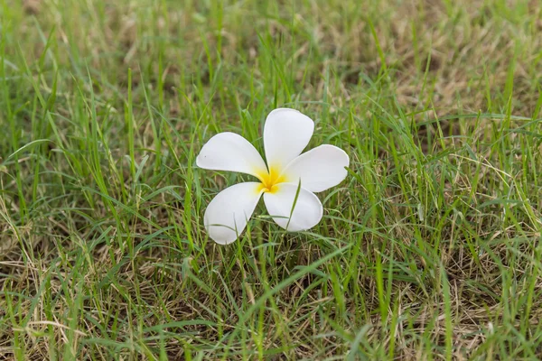 Plumeria (frangipani) flores sobre el fondo de hierba — Foto de Stock