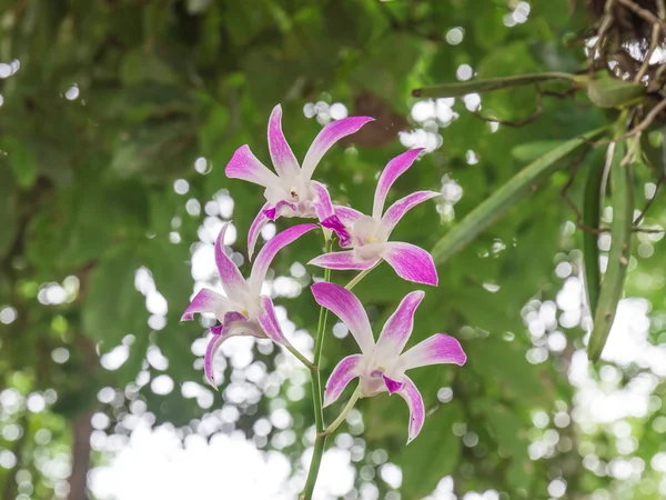 Güzel pembe orkide Şubesi — Stok fotoğraf