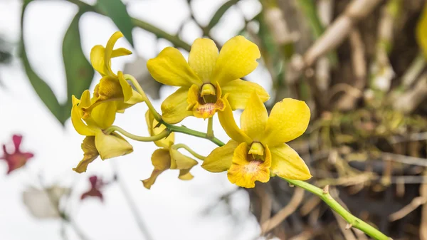 Beautiful yellow orchid branch — Stock Photo, Image