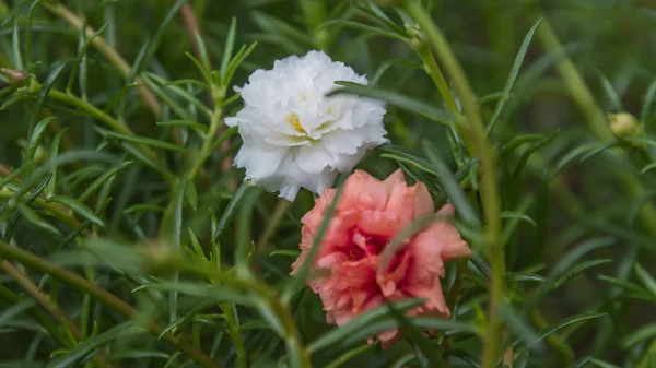 白马齿苋花 — 图库照片