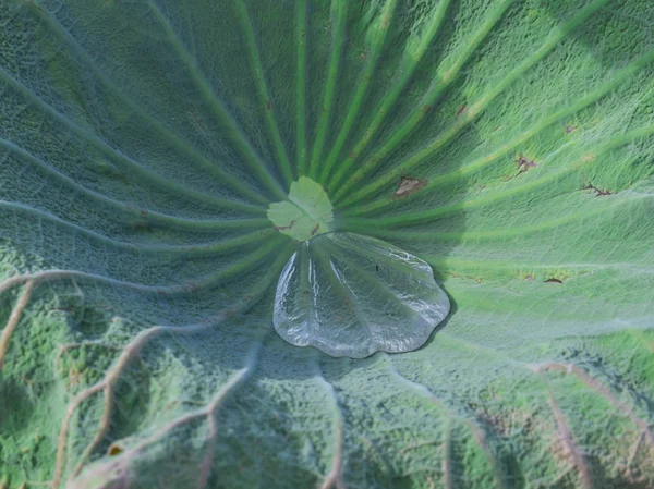 Drop water on the Lotus leaf — Stock Photo, Image