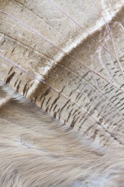 Desen kelebek arka plan