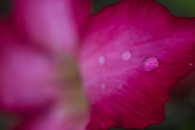 Açelya çiçek üzerinde su damlaları