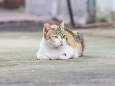 Sokak kedisi yüzünü kapatmak
