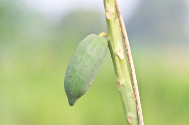 Papaya ağacında papaya