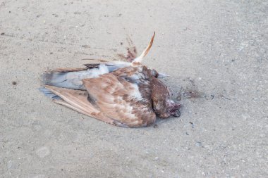 Tapınağı'nda ölü güvercinler