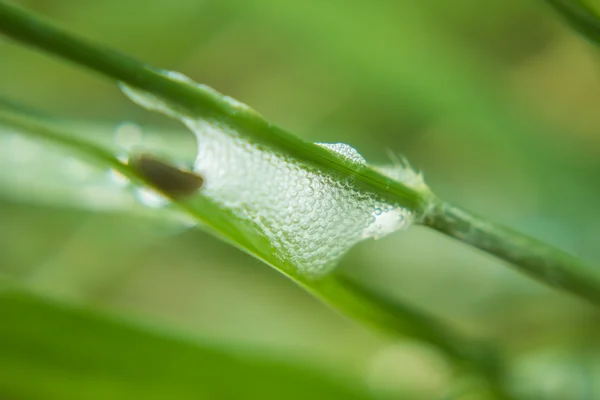 Saliva of animals on the grass,For The Laying Of Spittlebug Eggs