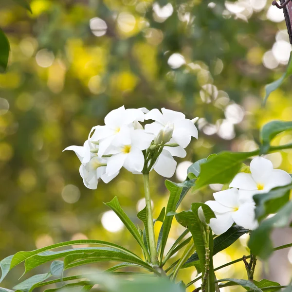 Beyaz çiçek ve bokeh — Stok fotoğraf