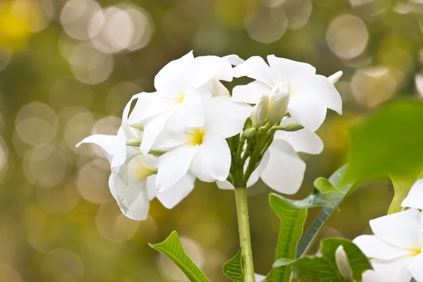 White flower and bokeh bouquet sun shines brightly — Stock Photo, Image