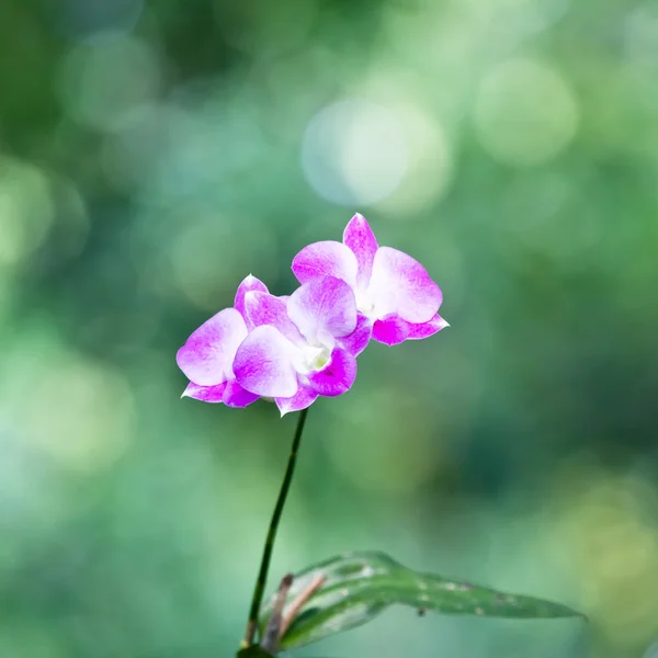 Beautiful orchid flower bouquet sun shines brightly — Stock Photo, Image