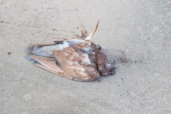 Мертвые голуби в храме — стоковое фото