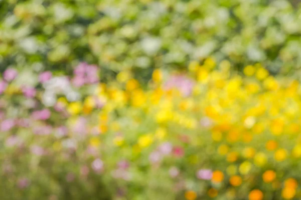 çiçek pembe ve sarı bulanıklığı