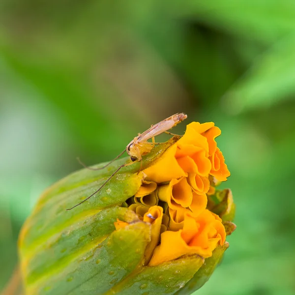 Insect on yellow marigold flower — Stock Photo, Image