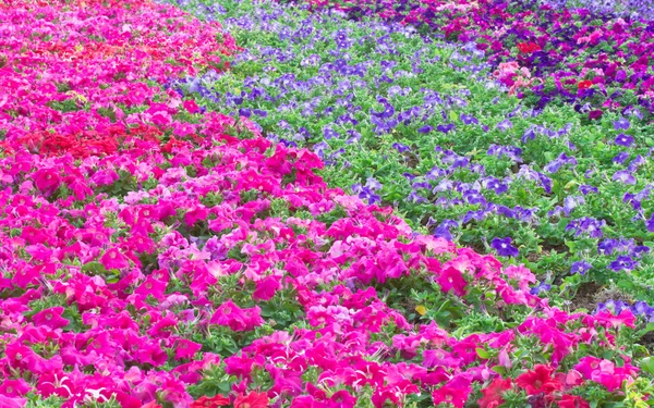 Flowerbed with multicoloured petunias — Stock Photo, Image