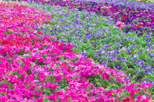 Blumenbeet mit bunten Petunien — Stockfoto