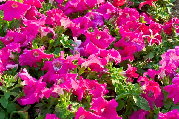 Cama de flores com petúnias multicoloridas — Fotografia de Stock