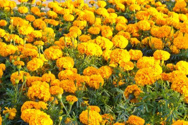 Sarı çiçek Marigold Çiçek Bahçe