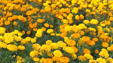 Sarı çiçek Marigold Çiçek Bahçe