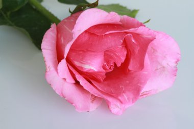 Beyaz arkaplanda pembe gül