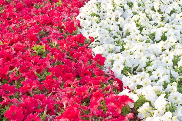 Blumenbeet mit bunten Petunien — Stockfoto