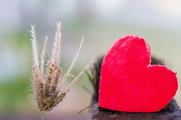 Red heart on wood and grass flower — Stock Photo, Image