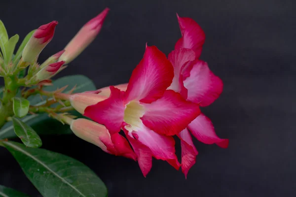 Adenium obesum on black background, red desert Flower — Stock Photo, Image