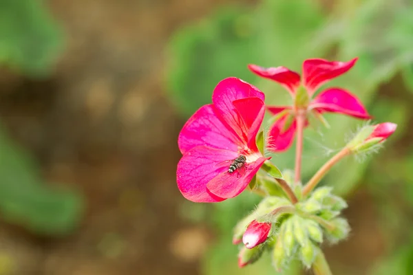 클로즈업 빨간색의 눈 비행 핑크 꽃에 앉아 — 스톡 사진