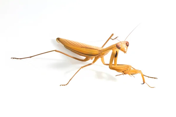 Mantis böcek böcek üzerinde beyaz izole — Stok fotoğraf