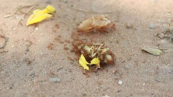 Red Ants Carrying dried body of insect — Stock Video