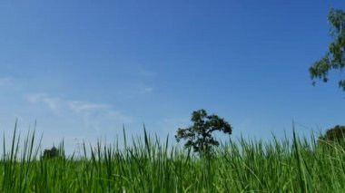 Mavi gökyüzü arka plan, 4k güzel yeşil sahada,