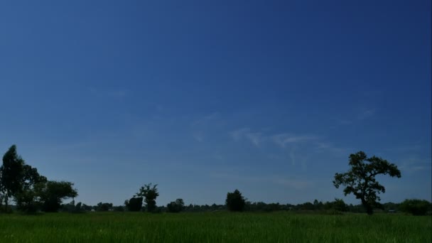 Nubes de Timelapse sobre el campo verde y el árbol: 4K — Vídeos de Stock