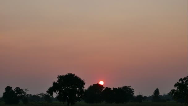 4K, puesta del sol sobre el árbol grande en el lapso de tiempo de la pradera — Vídeo de stock