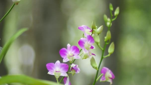4k: mooie orchid wind in de wind — Stockvideo