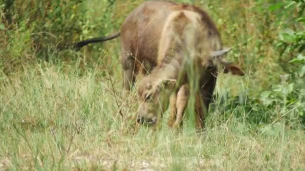 Büffelbaby frisst Gras auf einem Feld, — Stockvideo