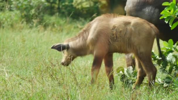 4k: Büffelbaby frisst Gras auf einem Feld, — Stockvideo