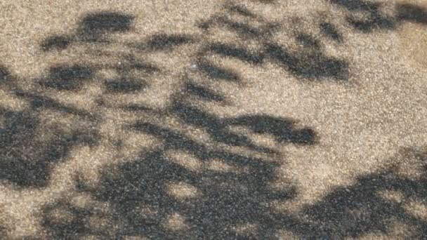 Shadow of dry trees on a road — Stock Video