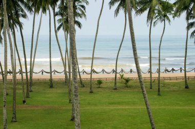 Sri Lanka balıkçıları deniz kıyısındaki palmiye ağaçlarında uzun süre balık tutarlar.