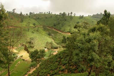 Nuwara Eliya Sri Lanka çay çiftliği. Teraslı çay tepeleri var.