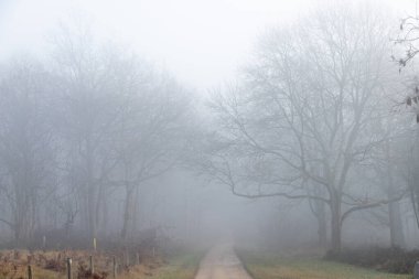Sisten ormana doğru dümdüz bir yol. Uzakta hayalet ağaçlar kaybolmuş gibi hissediyorlar. Yüksek kalite fotoğraf