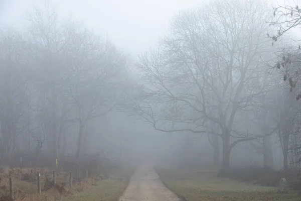 Camino Recto Través Niebla Bosque Con Árboles Fantasmales Distancia Sintiéndose —  Fotos de Stock