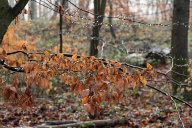 Turuncu sonbahar ölü kayın yaprakları kış mevsiminde yağmur ve sisle birlikte ormanda dallanır. Yüksek kalite fotoğraf