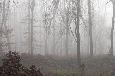 Sisin içindeki hayalet ağaçlar ve ormandaki sisli ağaçlar kahverengi yapraklar ve yağmur altında.